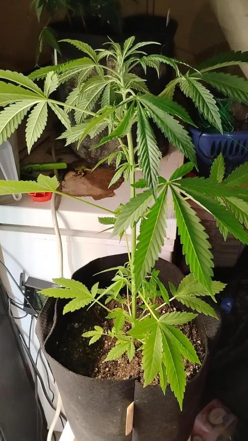Black Opium(indoor)Divine seeds 2025