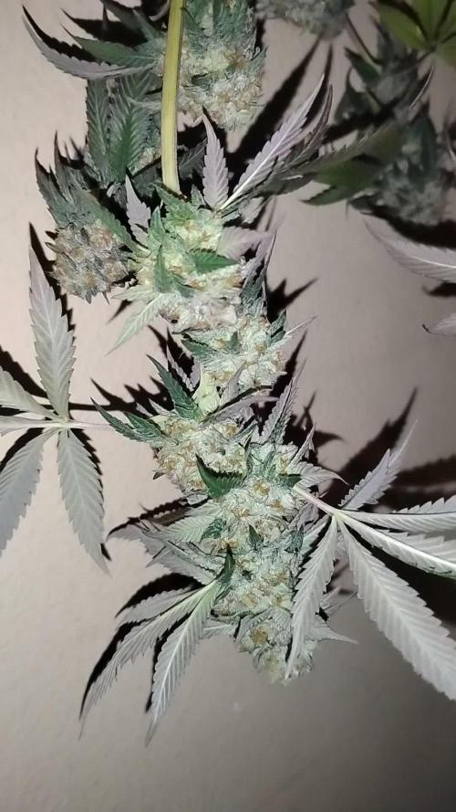 Acai Gelato/ Gelato#49 Kaprikorn Clones