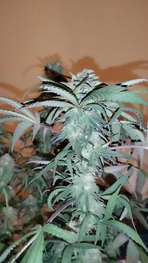 Purple Chrome #8 Kaprikorn Clones