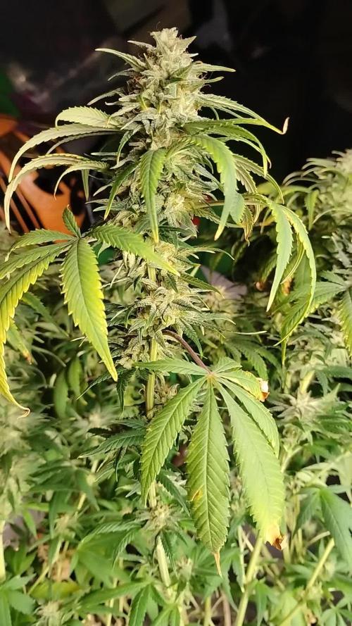 Walipini Prom Night Photoperiod