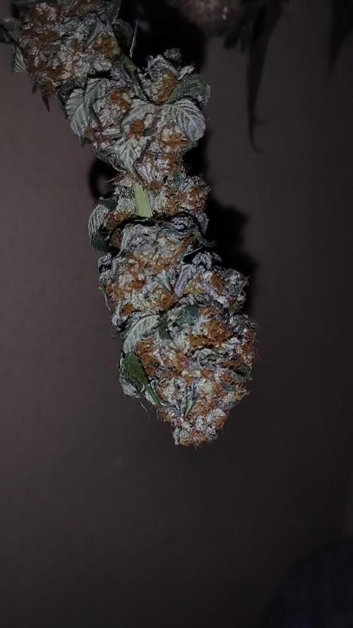 Acai Gelato/ Gelato#49 Kaprikorn Clones