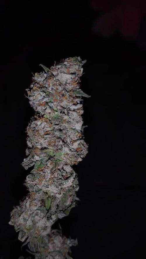 Purple Chrome #8 Kaprikorn Clones