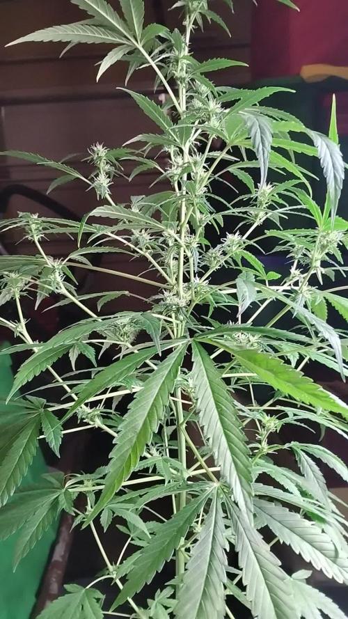 Black Opium(indoor)Divine seeds 2025