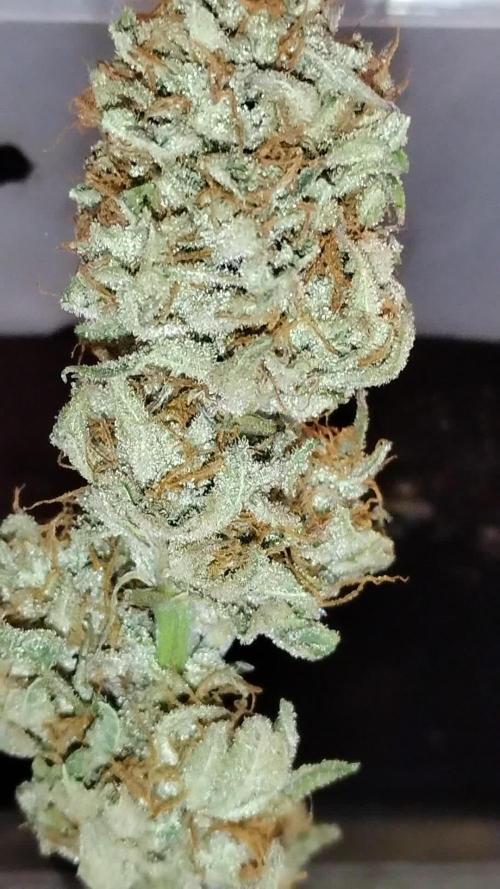 Baking Blueberry Muffins - Humboldt Breeder Clone