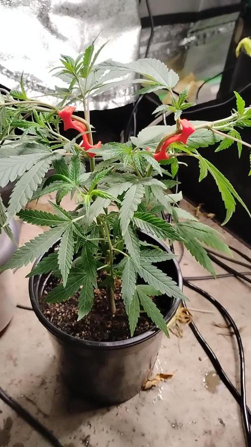 Purple Chrome 💜 (round 2)