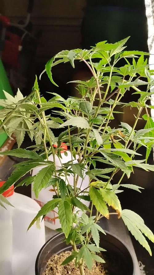 Pure bag appeal Gelato Gelato Gelato 49