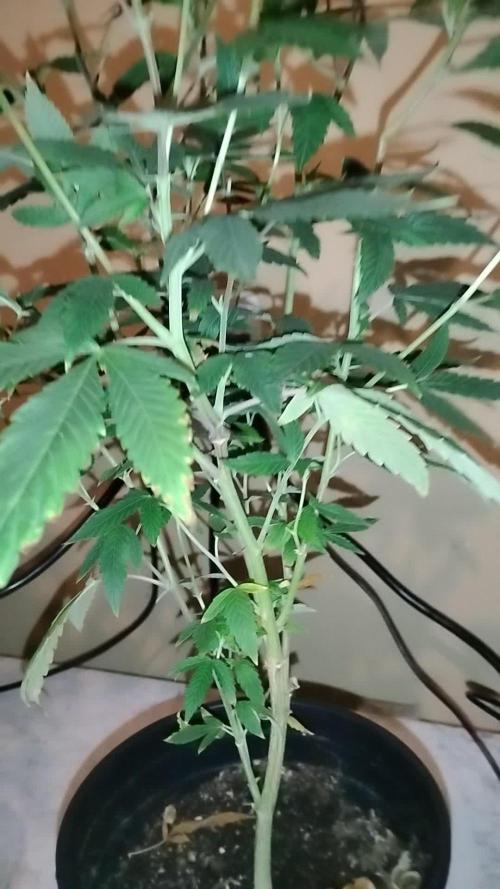 Pure bag appeal Gelato Gelato Gelato 49
