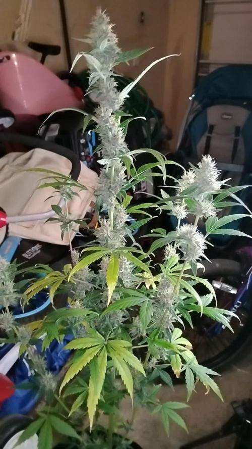 Divine Rapier (indoor) Divine Seeds 2025