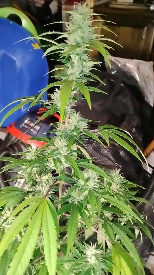 Black Opium(indoor)Divine seeds 2025