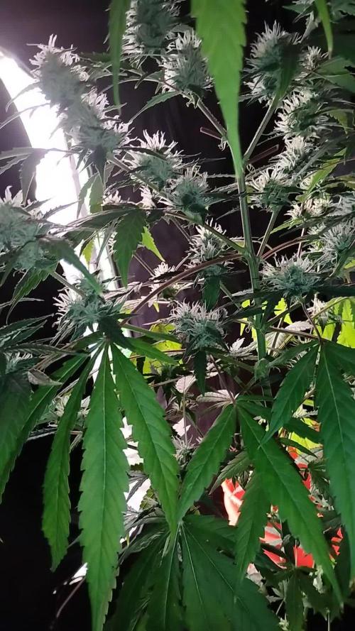Black Opium(indoor)Divine seeds 2025