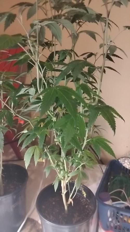 Pure bag appeal Gelato Gelato Gelato 49