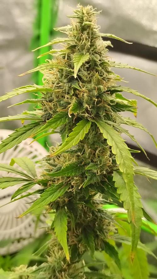 Black Opium(indoor)Divine seeds 2025