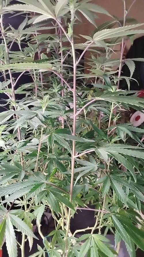 Im a Junky for Cap Junky