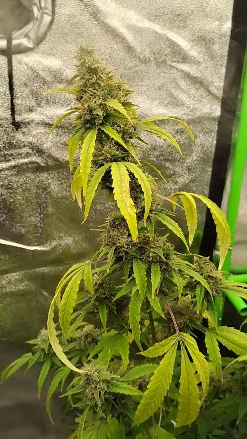 Black Opium(indoor)Divine seeds 2025