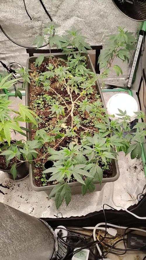 Pure bag appeal Gelato Gelato Gelato 49