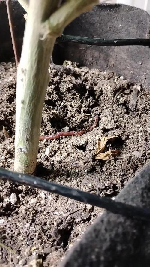 Im a Junky for Cap Junky