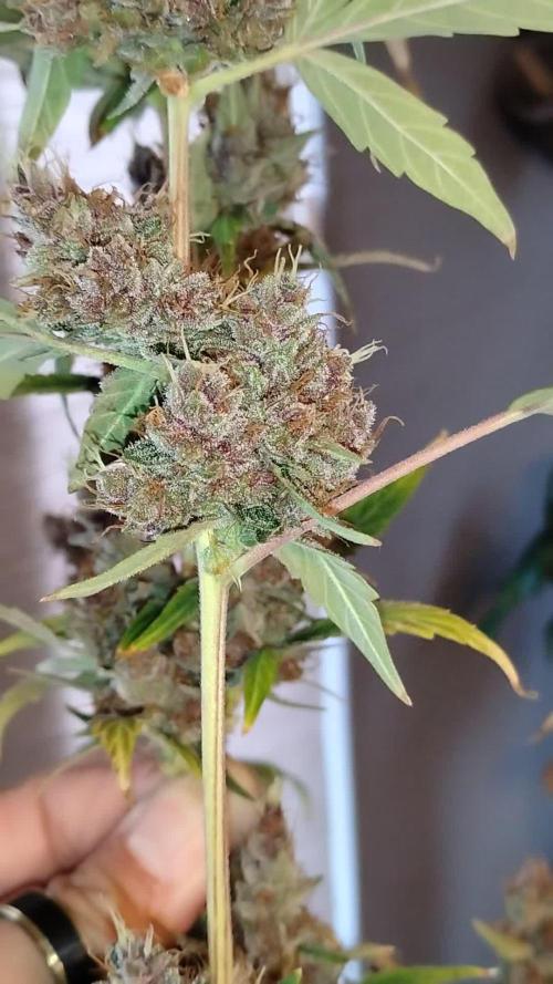 Divine Rapier (indoor) Divine Seeds 2025