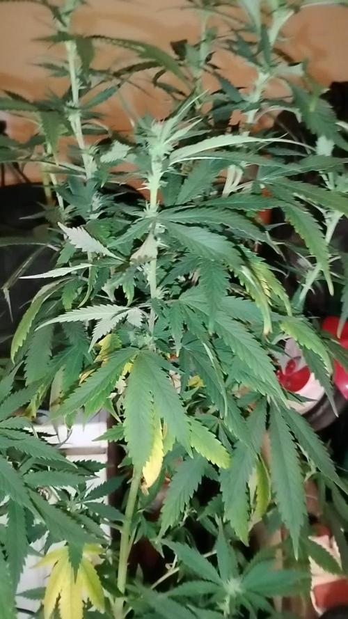 Blueberry Muffins Humboldt cut Round 2