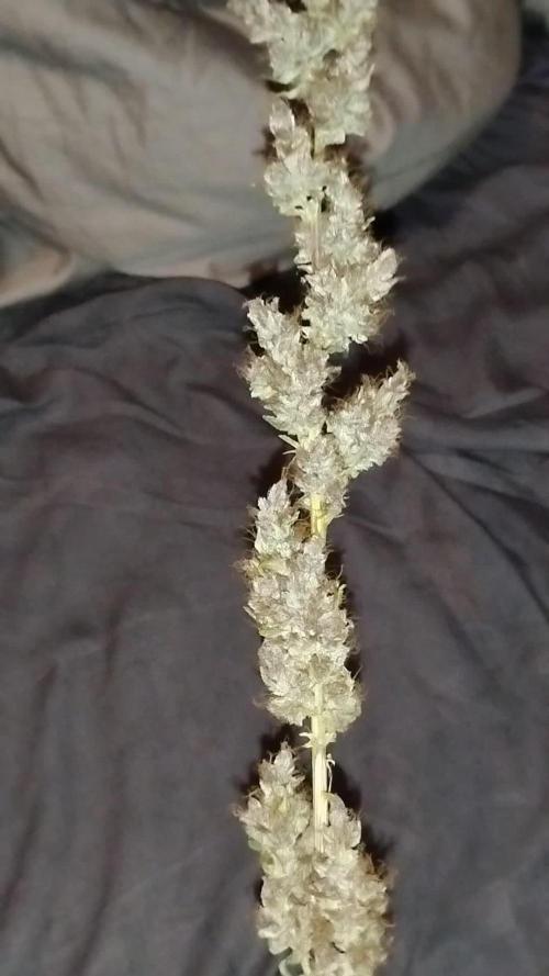 Divine Rapier (indoor) Divine Seeds 2025