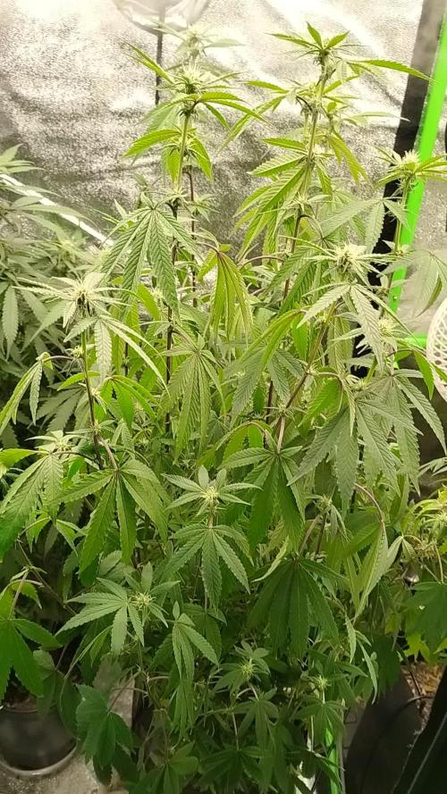 Im a Junky for Cap Junky