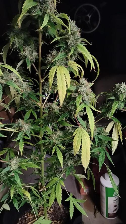 Black Opium(indoor)Divine seeds 2025