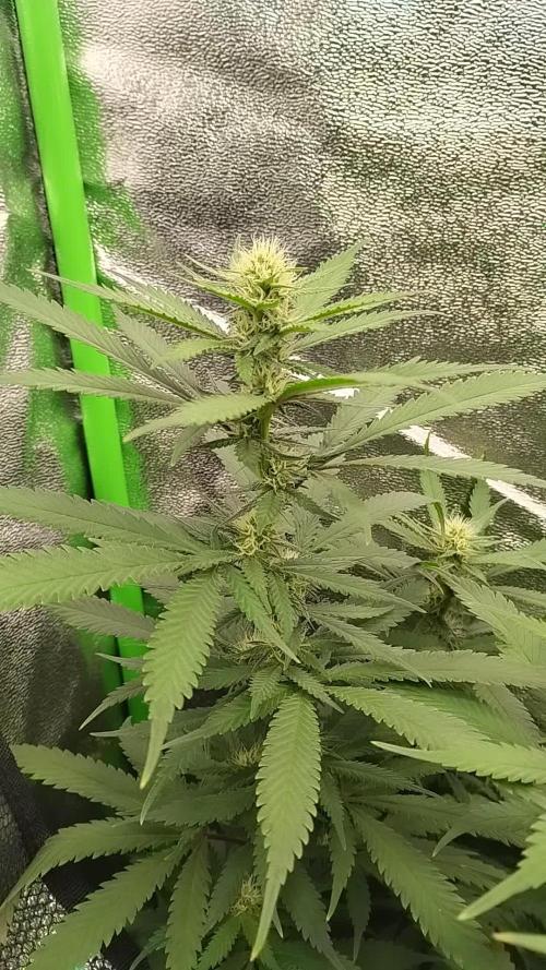 1 Gallon Drip Irrigation Organic