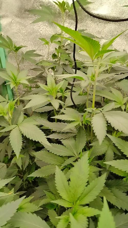 Pure bag appeal Gelato Gelato Gelato 49