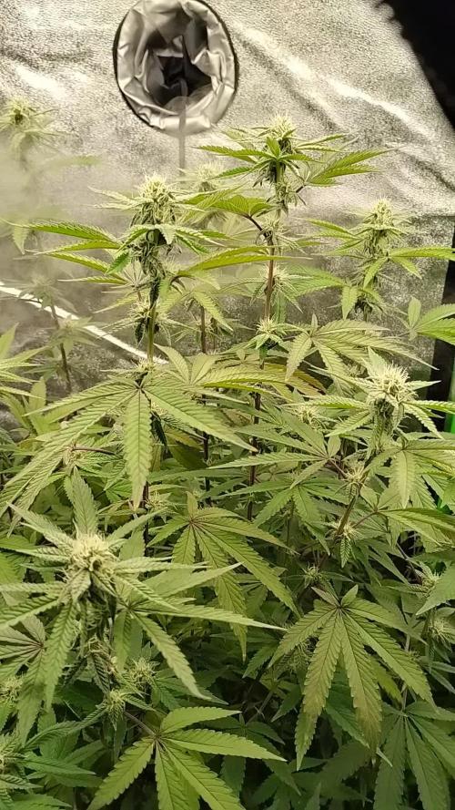 Im a Junky for Cap Junky