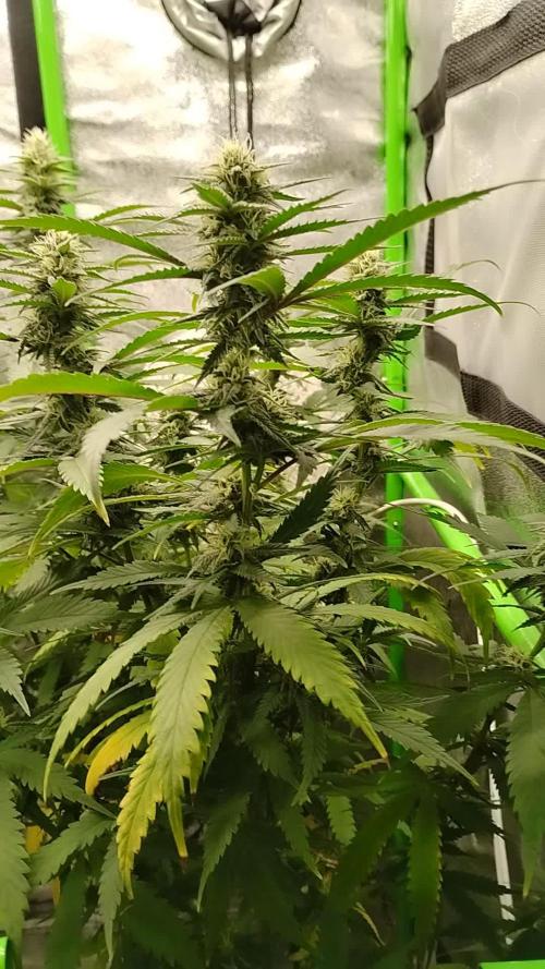 1 Gallon Drip Irrigation Organic