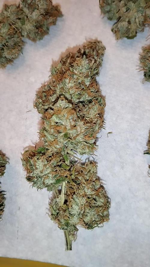 Black Opium(indoor)Divine seeds 2025