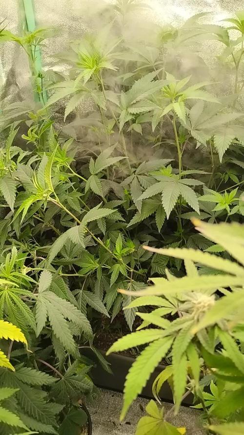 Pure bag appeal Gelato Gelato Gelato 49