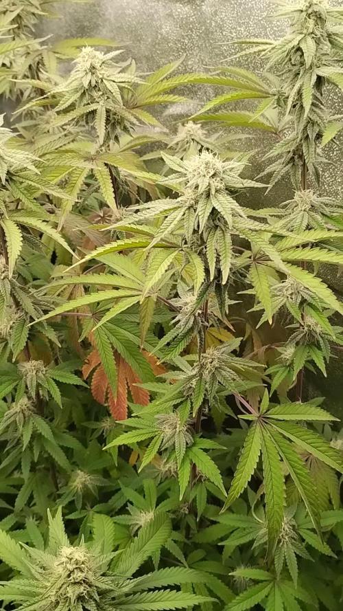 Im a Junky for Cap Junky