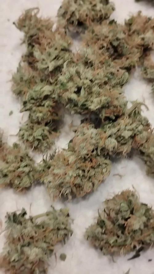 Black Opium(indoor)Divine seeds 2025