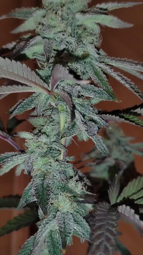 Im a Junky for Cap Junky