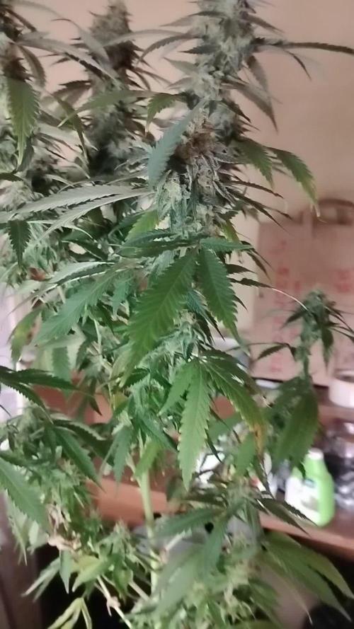 1 Gallon Drip Irrigation Organic