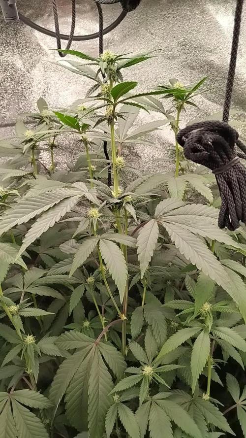 Pure bag appeal Gelato Gelato Gelato 49