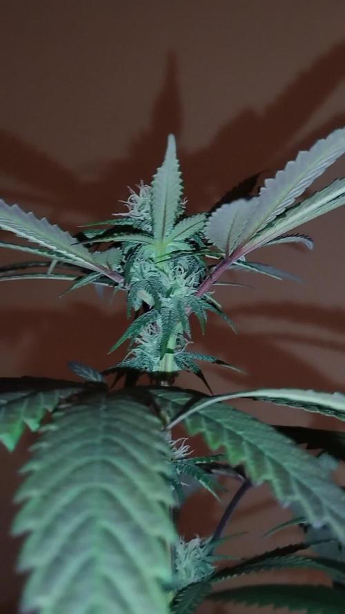 Purple Chrome 💜 (round 2)