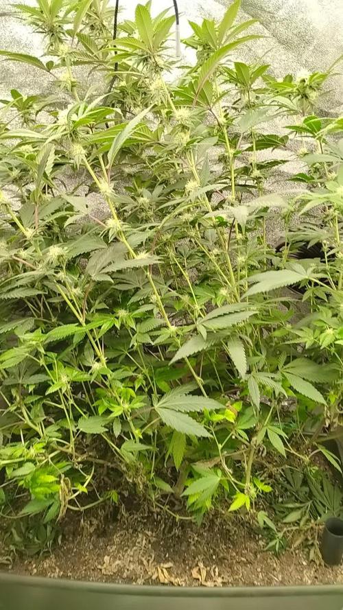 Pure bag appeal Gelato Gelato Gelato 49