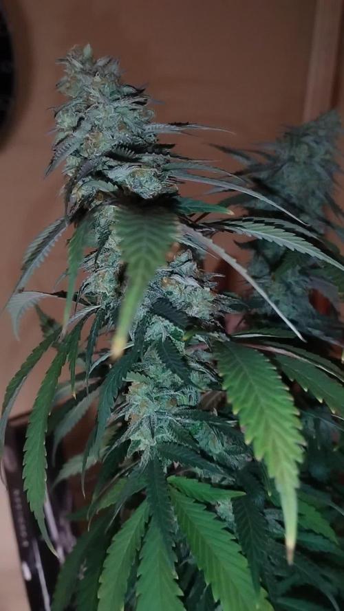 1 Gallon Drip Irrigation Organic