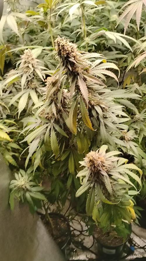 Im a Junky for Cap Junky