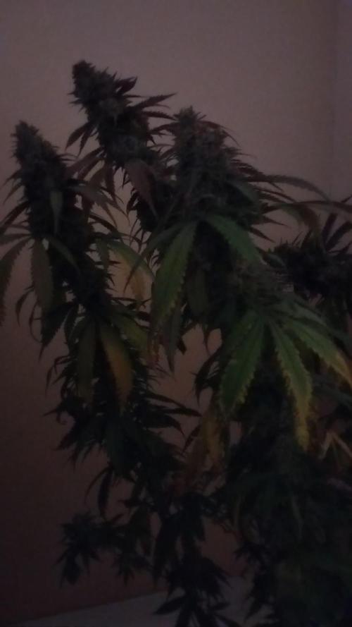 1 Gallon Drip Irrigation Organic