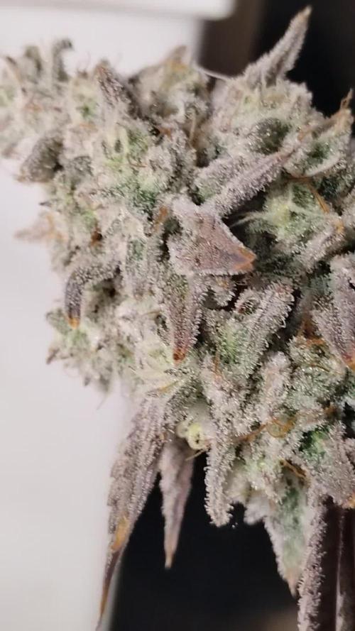 Im a Junky for Cap Junky