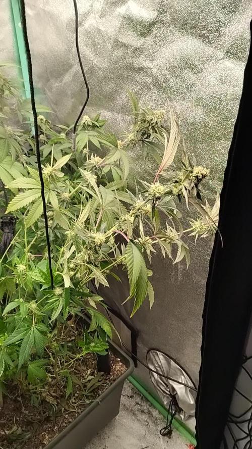 Pure bag appeal Gelato Gelato Gelato 49