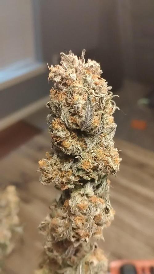 1 Gallon Drip Irrigation Organic