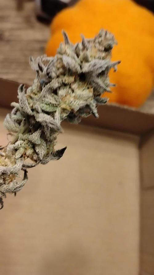 Im a Junky for Cap Junky