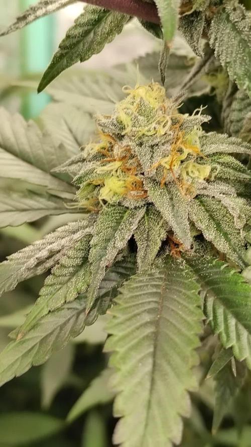 Pure bag appeal Gelato Gelato Gelato 49