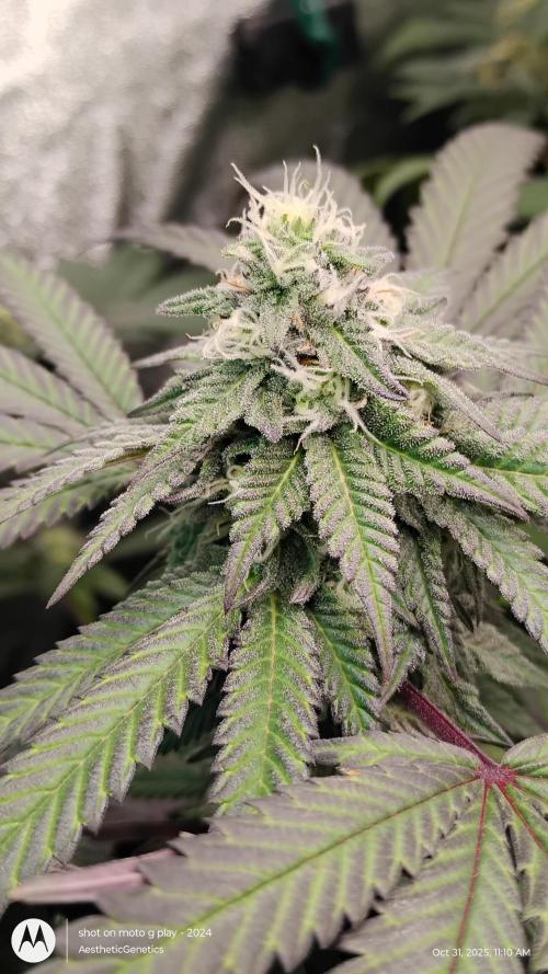 Purple Chrome 💜 (round 2). Week 9