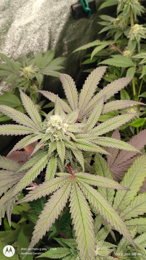 Purple Chrome 💜 (round 2). Week 9