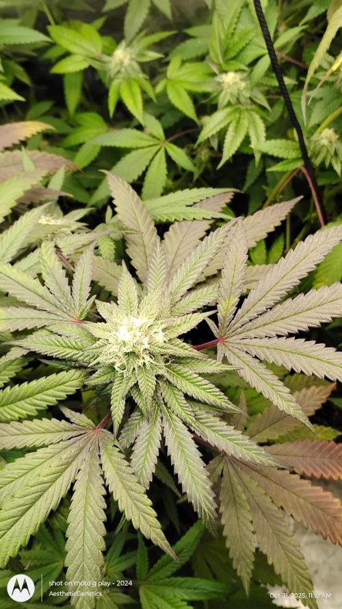 Purple Chrome 💜 (round 2). Week 9