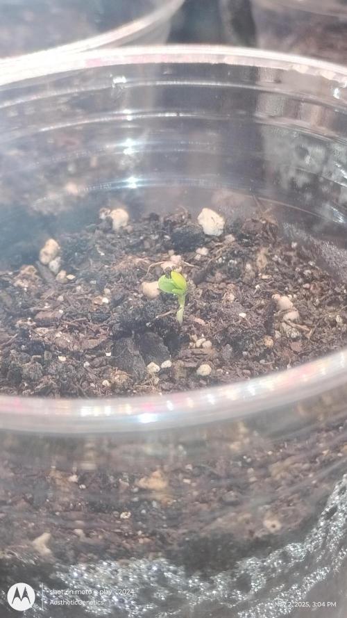 PLCG Bx2. Week 0 - 1